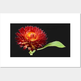 Helichrysum bracteatum 'Nevada Red' Everlasting flower Posters and Art